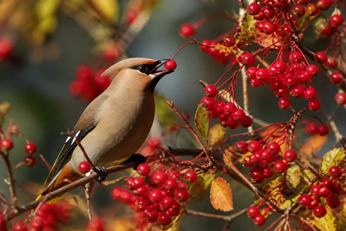 Oiseaux mangeant des baies rouges sur arbuste automnal