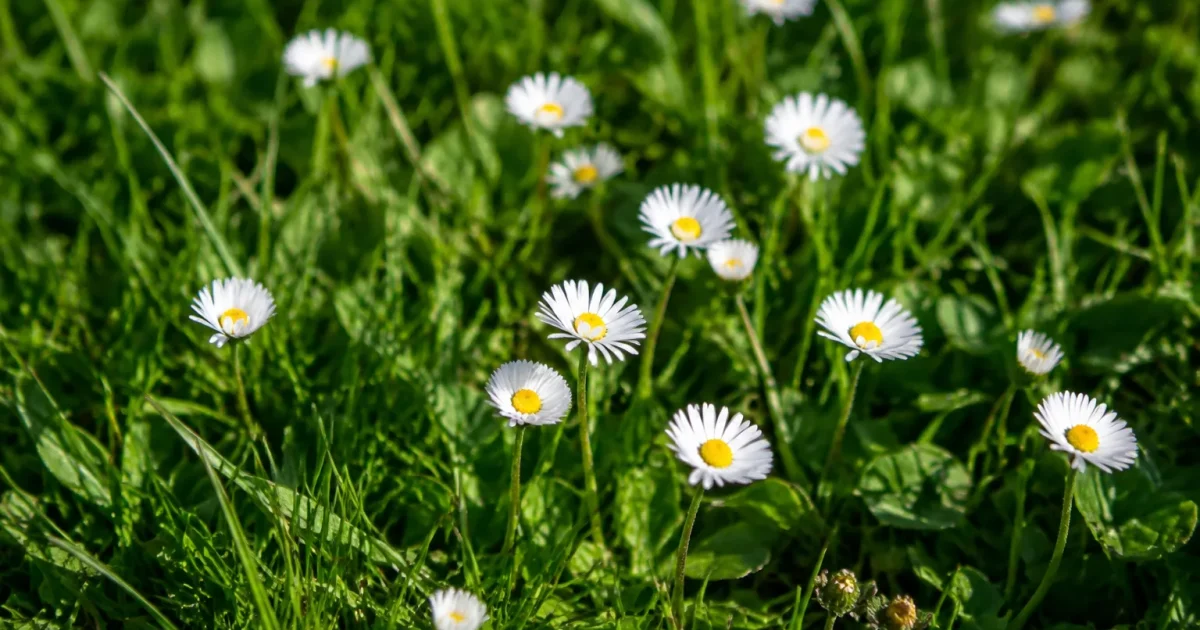petites fleurs blanches epanouies dans gazon vert court