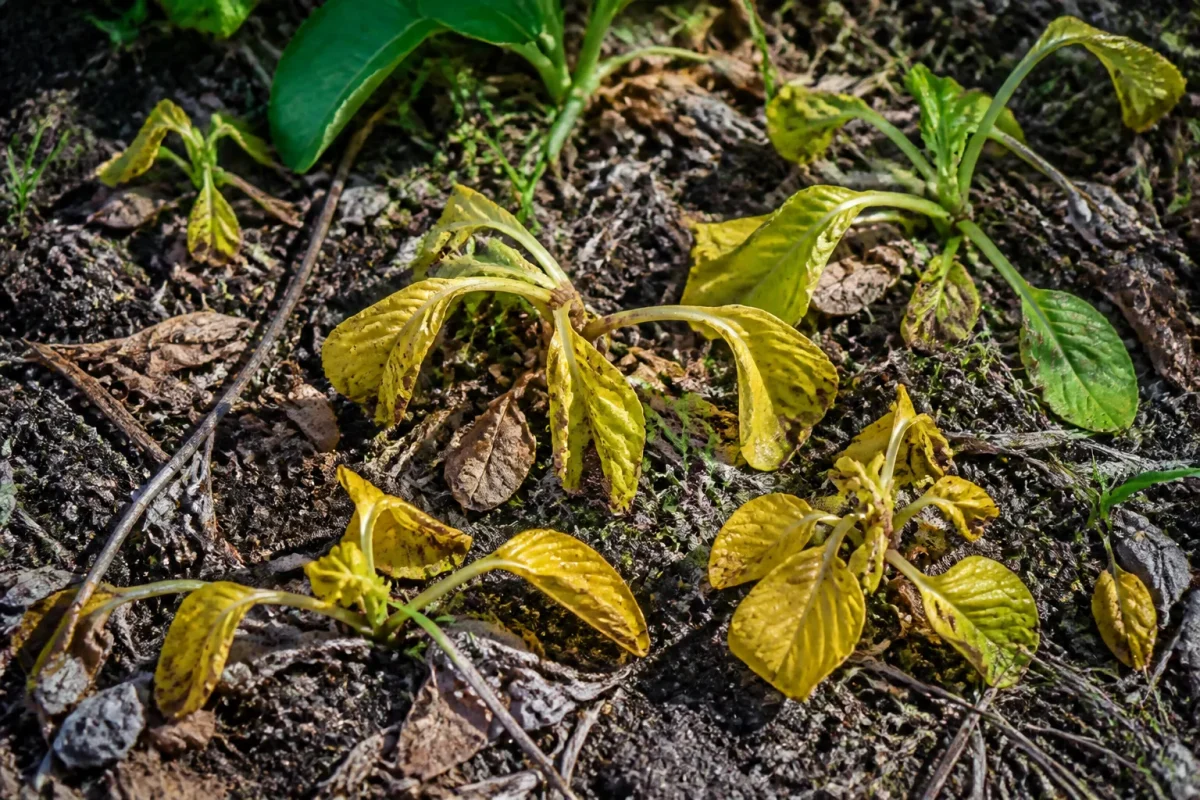 plants chetifs a feuilles jaunies avec debris
