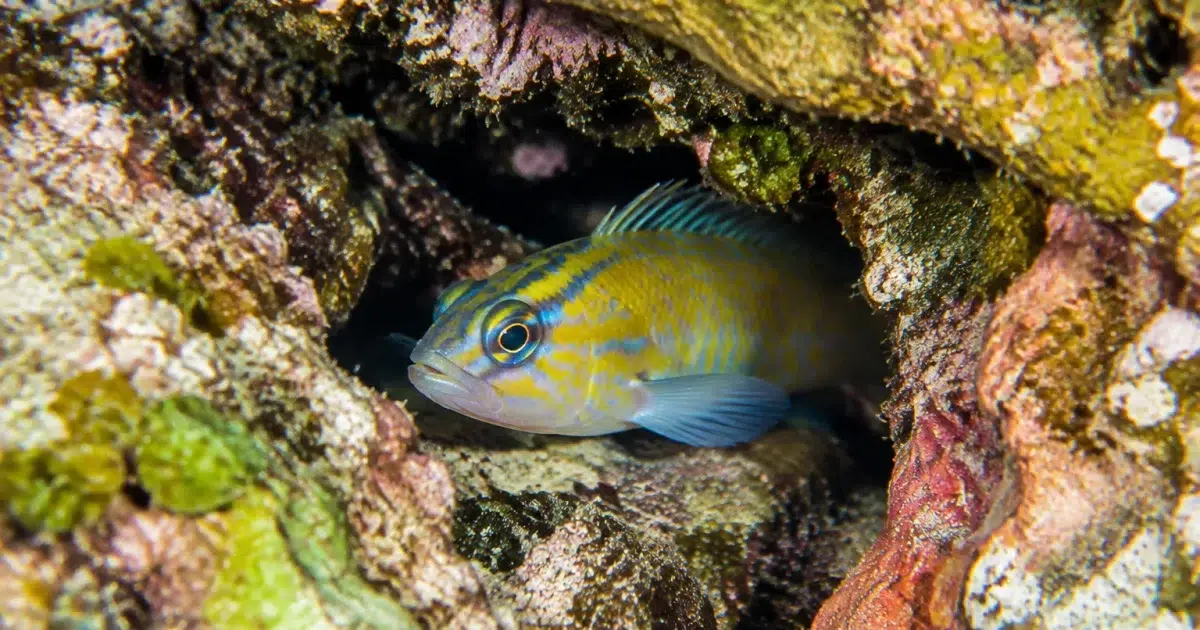 Petit poisson endémique se cachant dans un refuge rocheux protégé