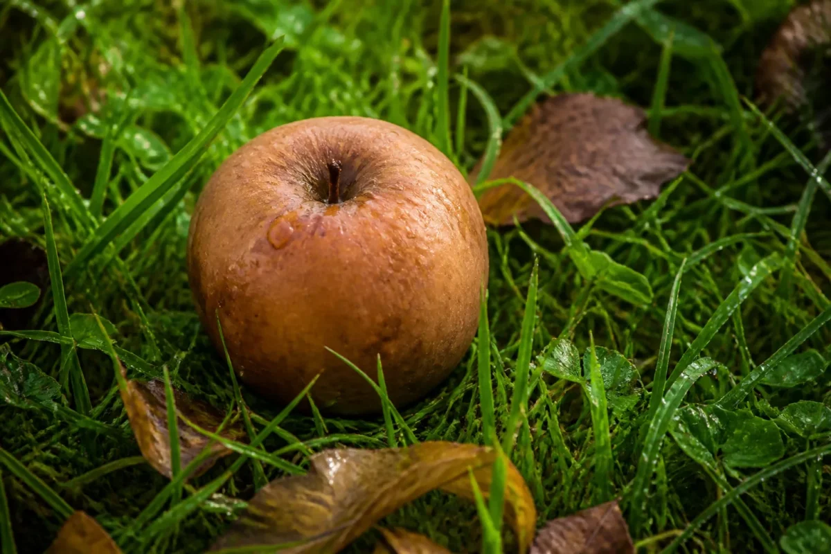 Pomme brunâtre posée sur herbe humide du jardin
