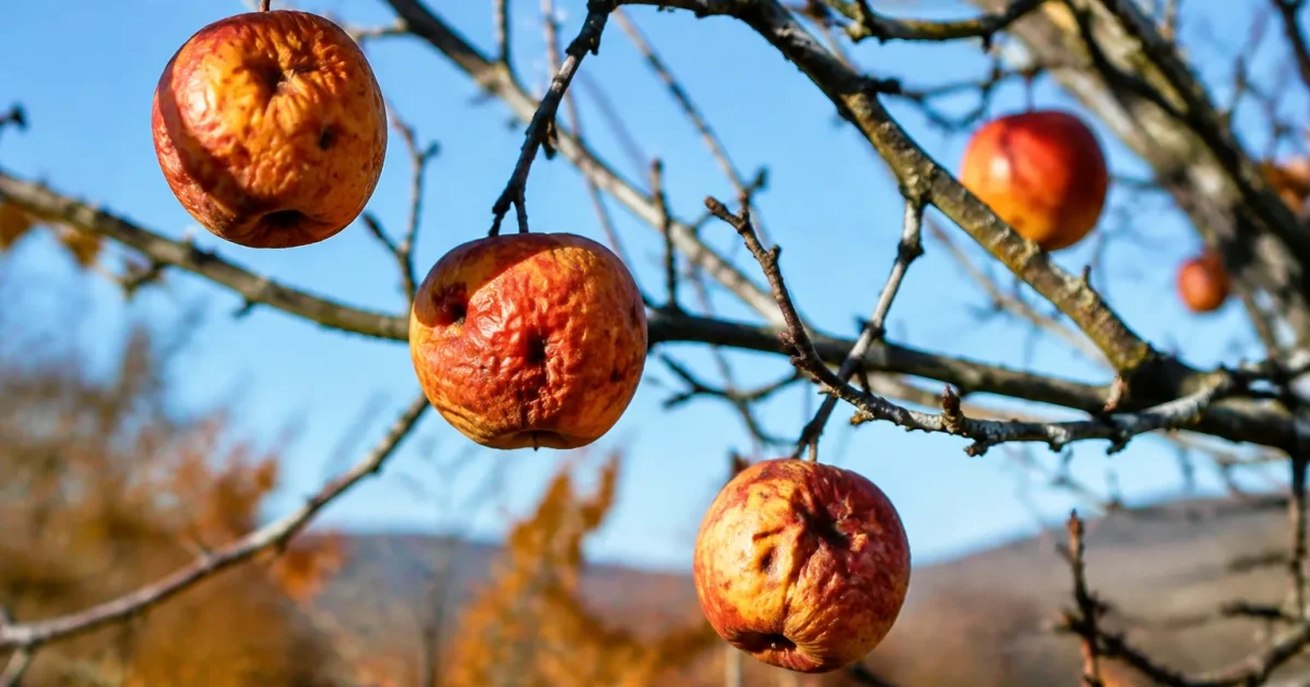 Pommes flétries accrochées aux branches nues d'un arbre en automne