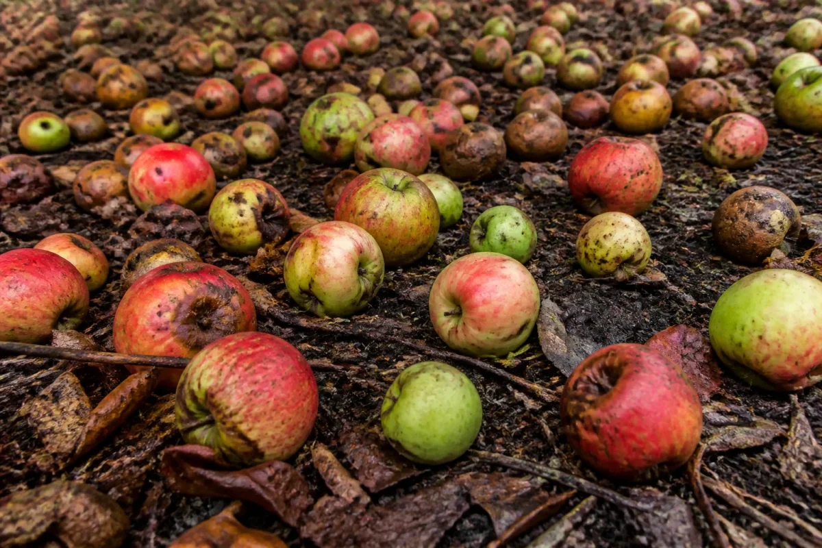 Pommes rouges vertes endommagees eparpillees sol
