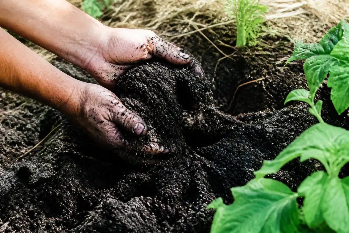 Mains retournant terre enrichie de compost noir