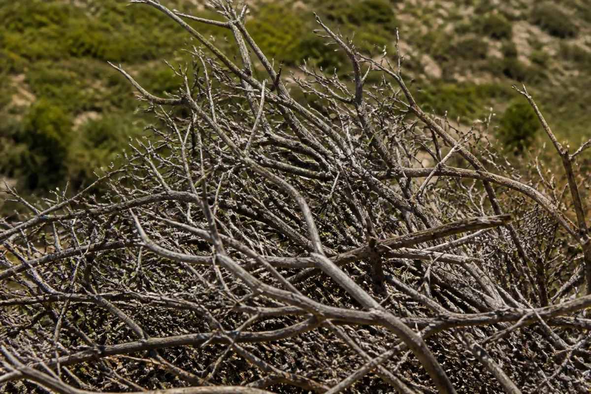 Rameaux gris secs et cassants sans aucune verdure