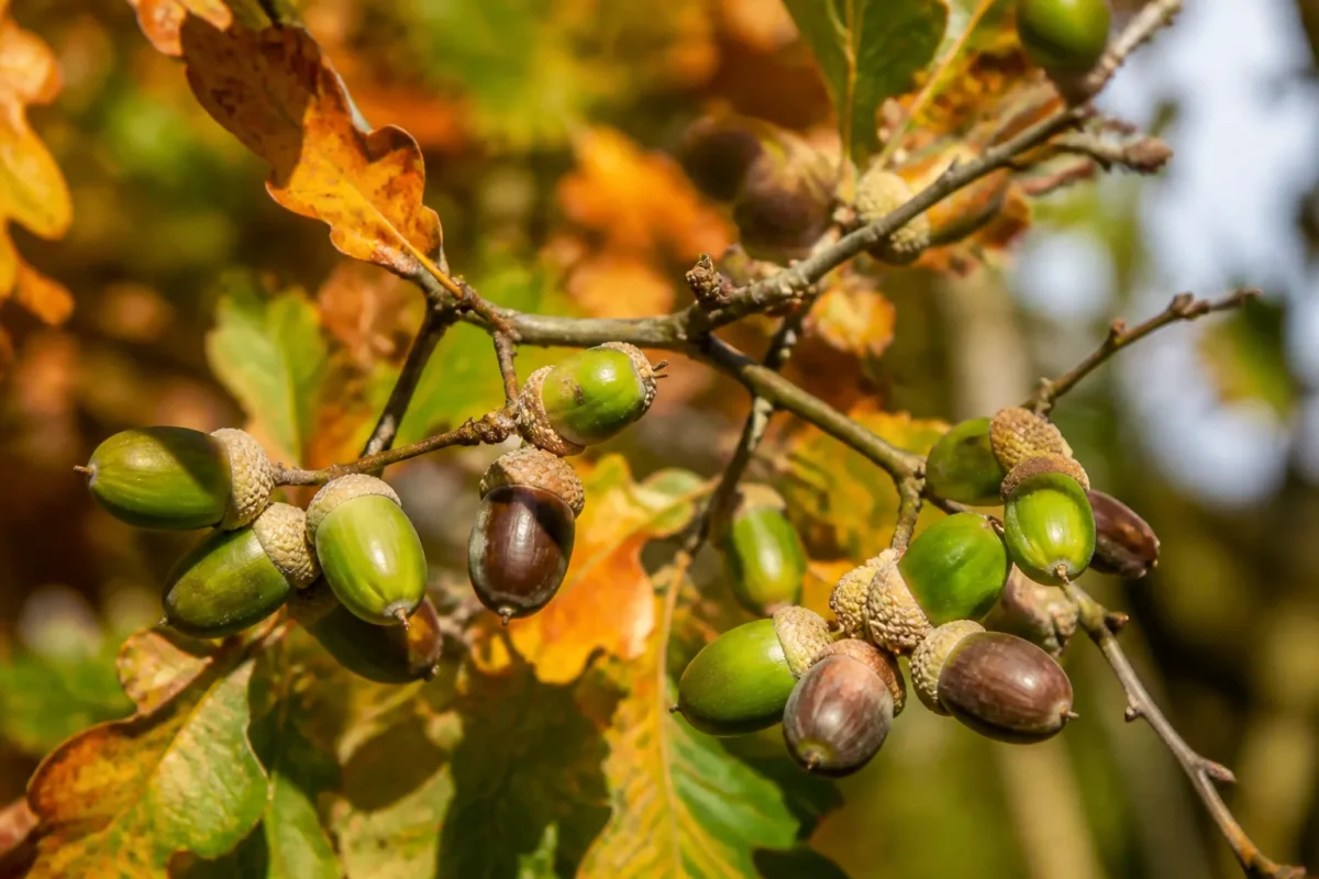 Petits fruits verts et bruns sur branche en automne
