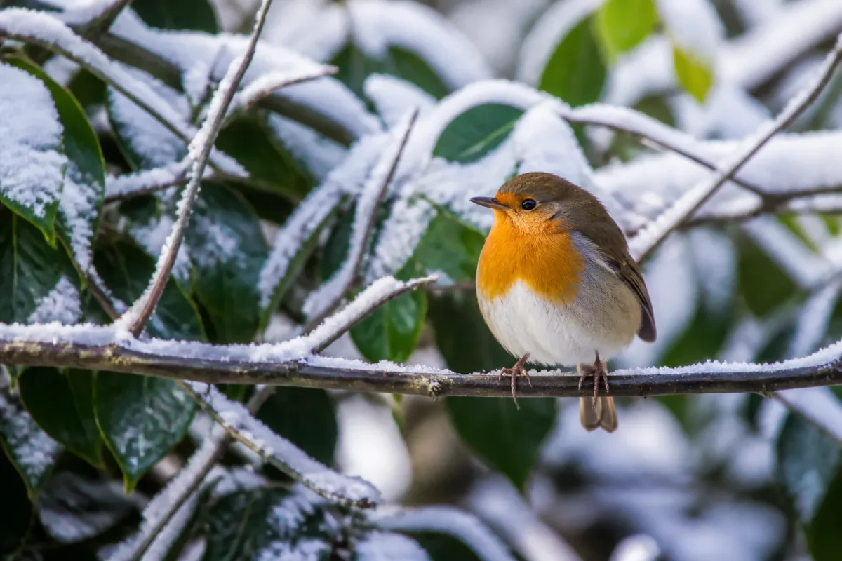 Petit oiseau roux perché branche jardin hivernal