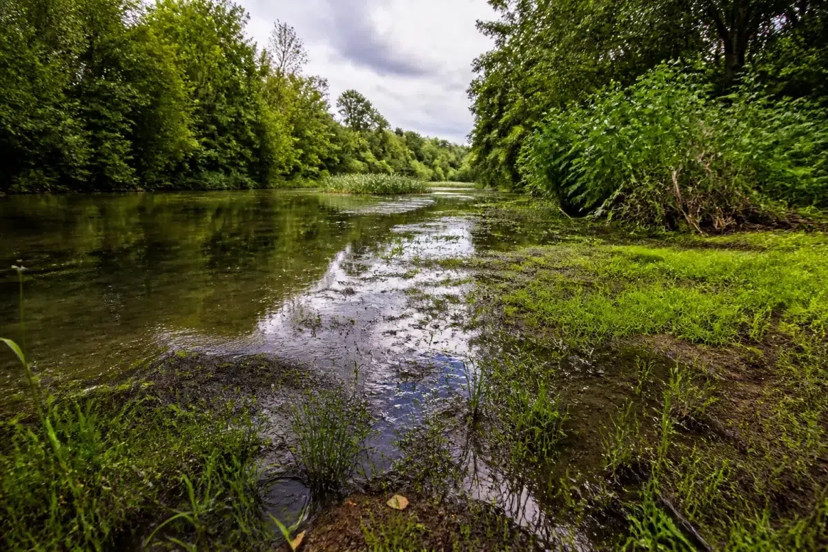 Cours d'eau elargi avec eau stagnante infiltrant sol humide