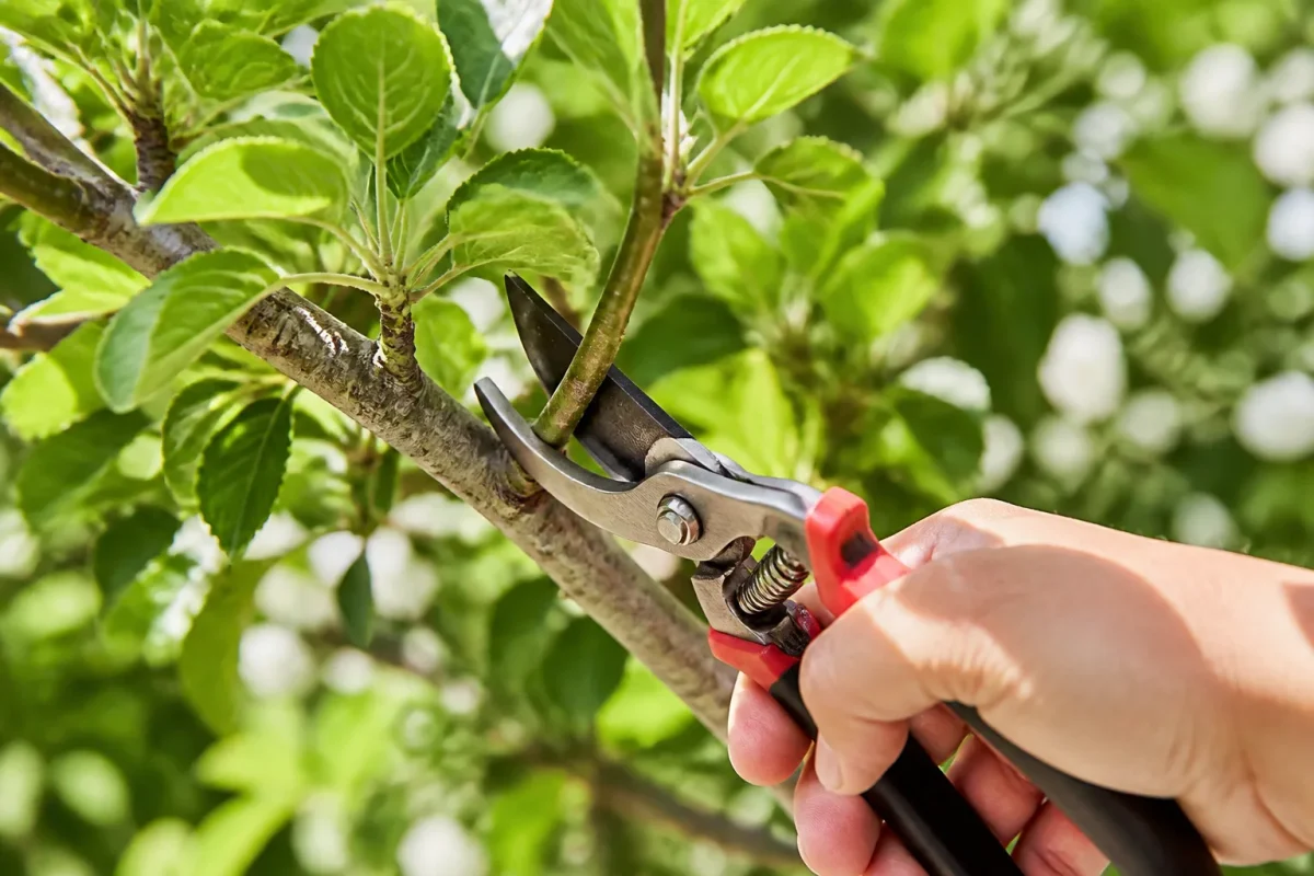 Secateur coupe branche verte arbre juillet