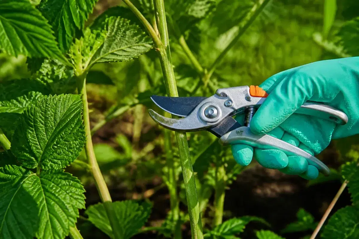 Secateur dsinfecte coupant tiges vertes framboisier jardin