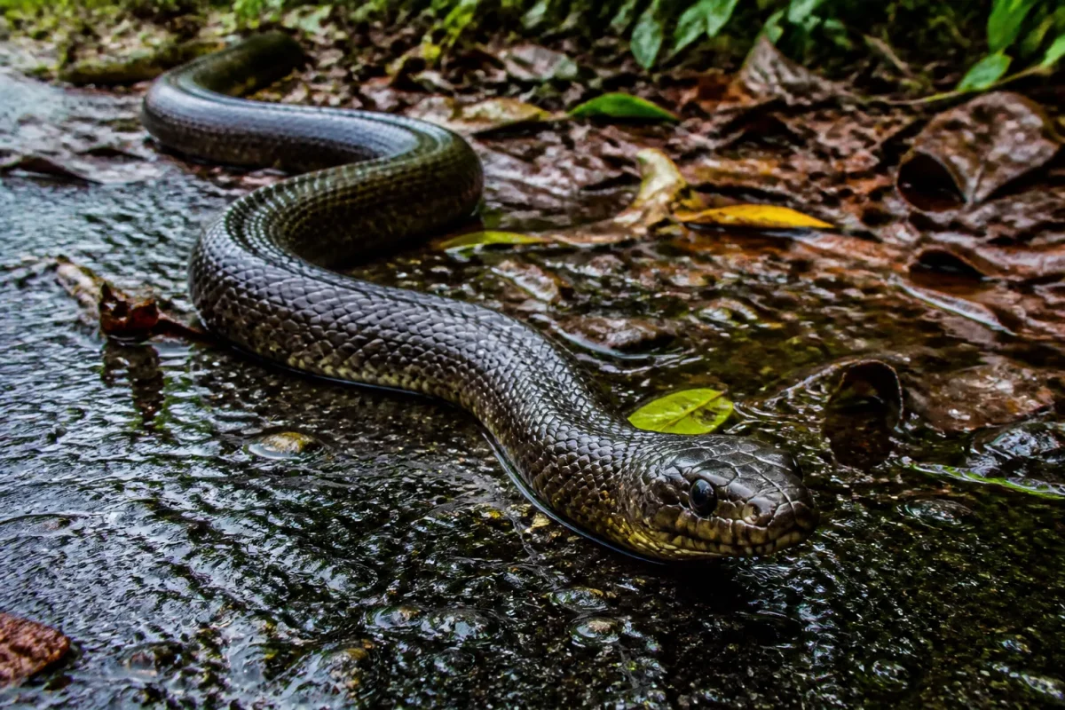 Serpent humide sur sol mouille apres orage tropical