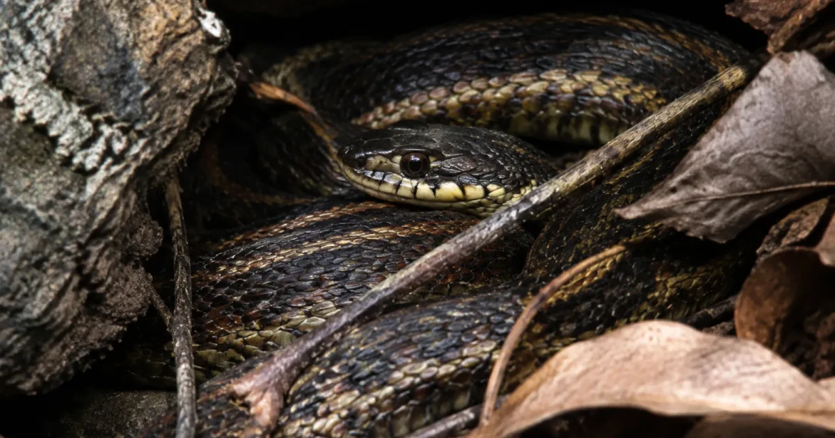 serpent enroule sous debris dans un coin obscur