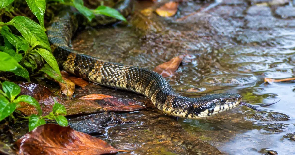 Serpents glissant sur sol mouille apres pluie abondante