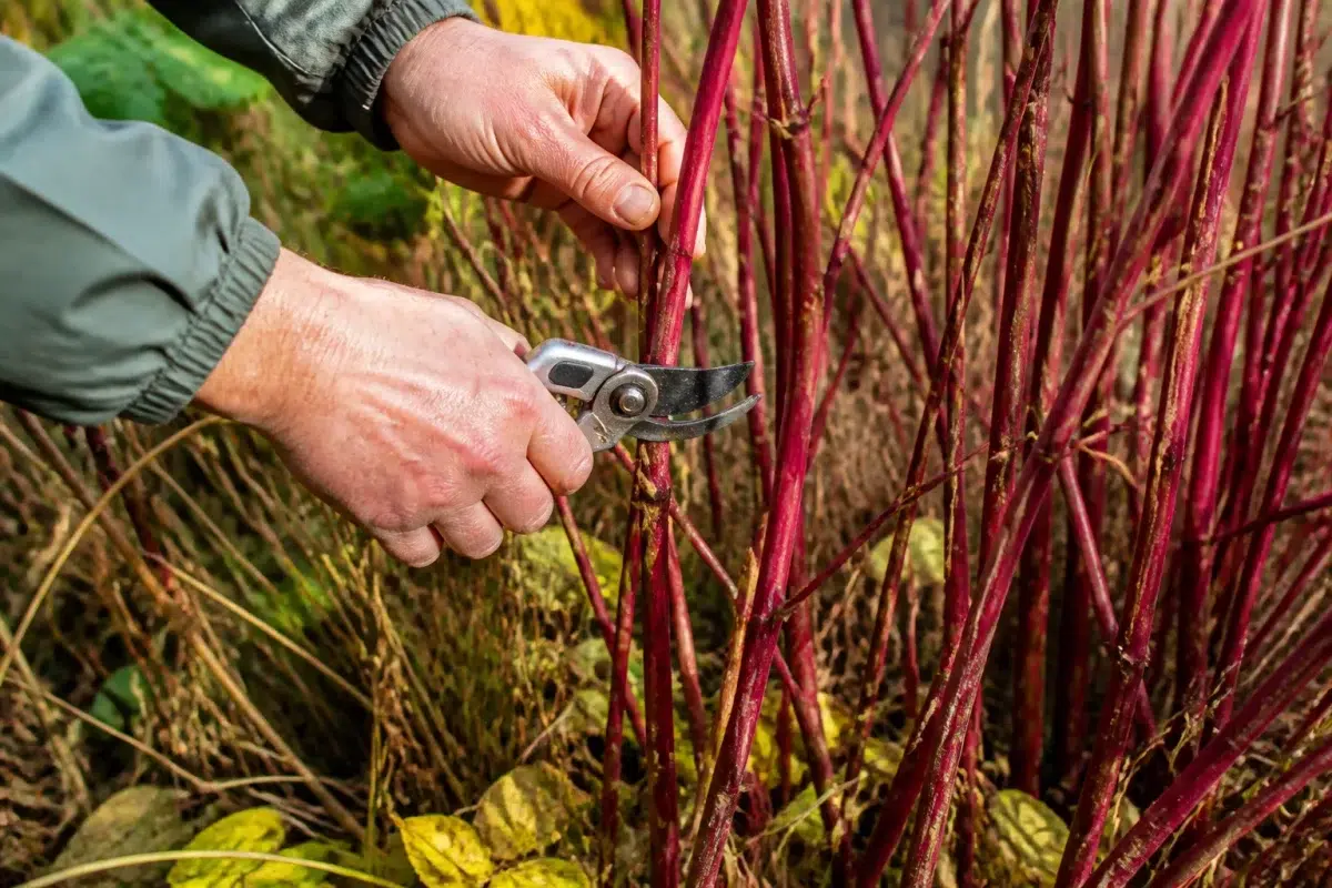 Mains coupant cannes framboises rouges avec sécateur automne