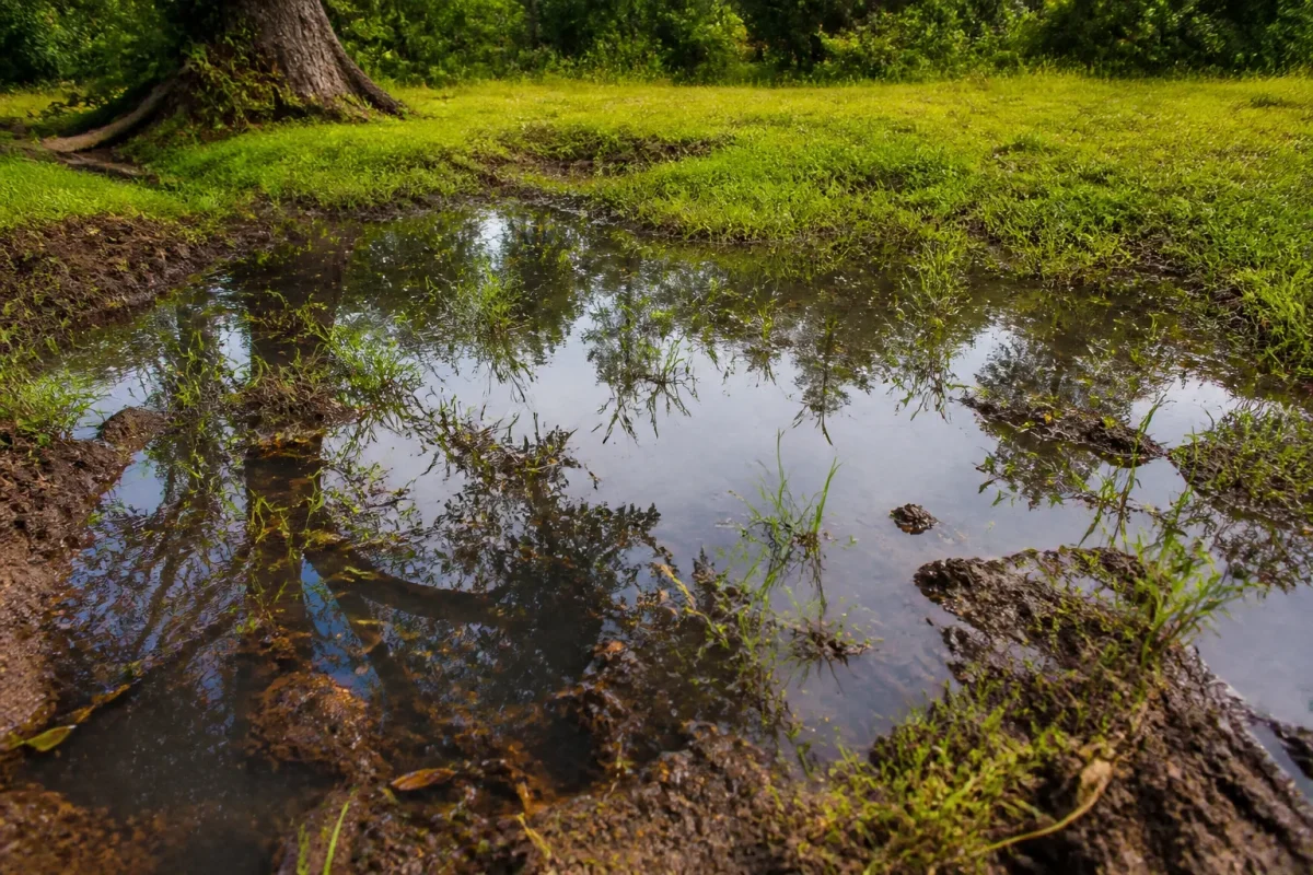 Terrain humide avec eau stagnante et problemes de drainage