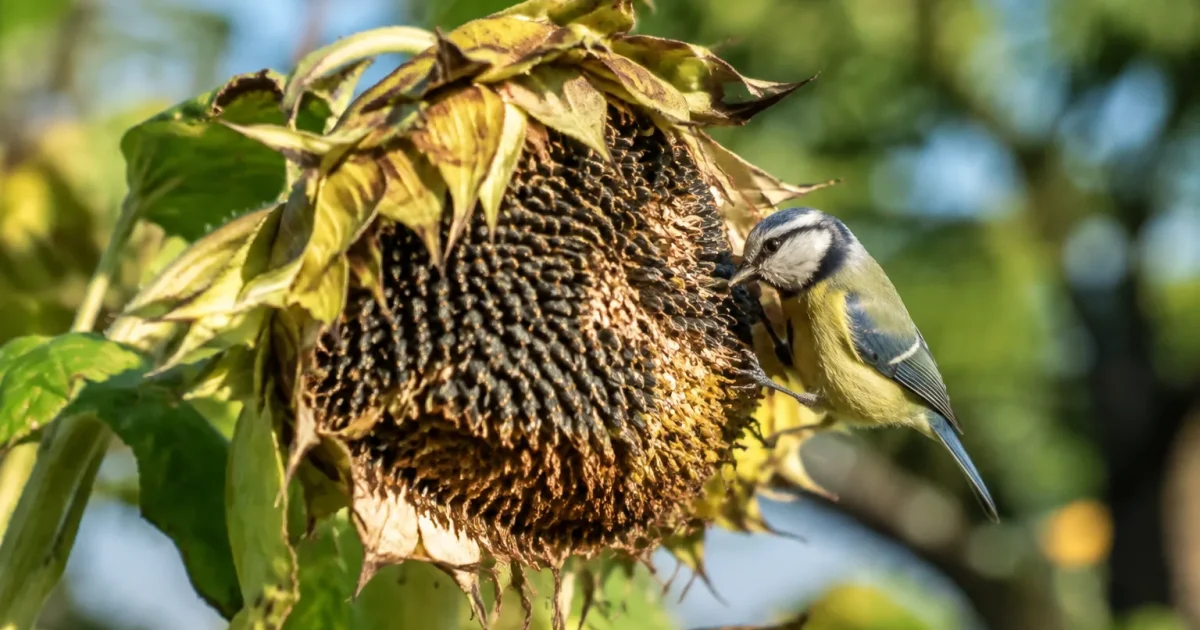 Tournesol fane baisse, graines nues, oiseau proche tige