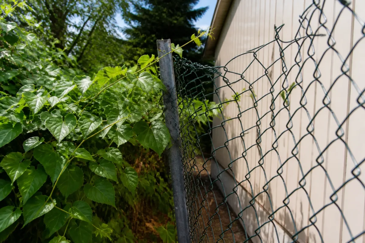 Vegetation envahissante cloture endommagee entre proprietes