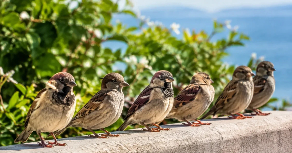 Volatiles perches alignes au rebord de la terrasse