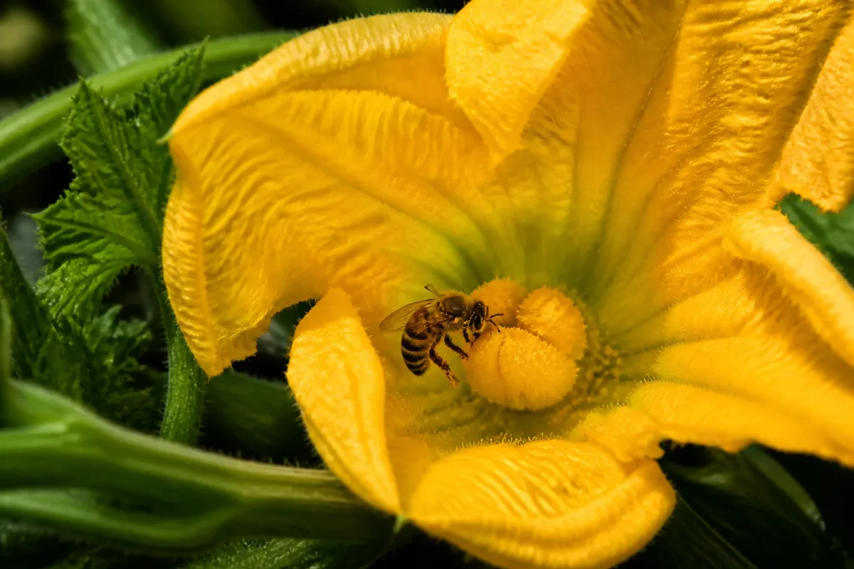Abeille butinant une fleur de courgette jaune