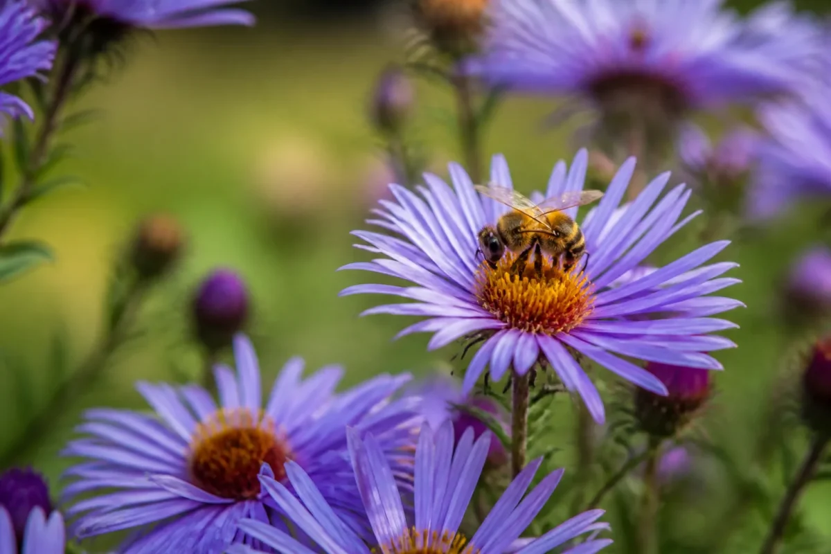 Abeille butinant une fleur violette dans un jardin