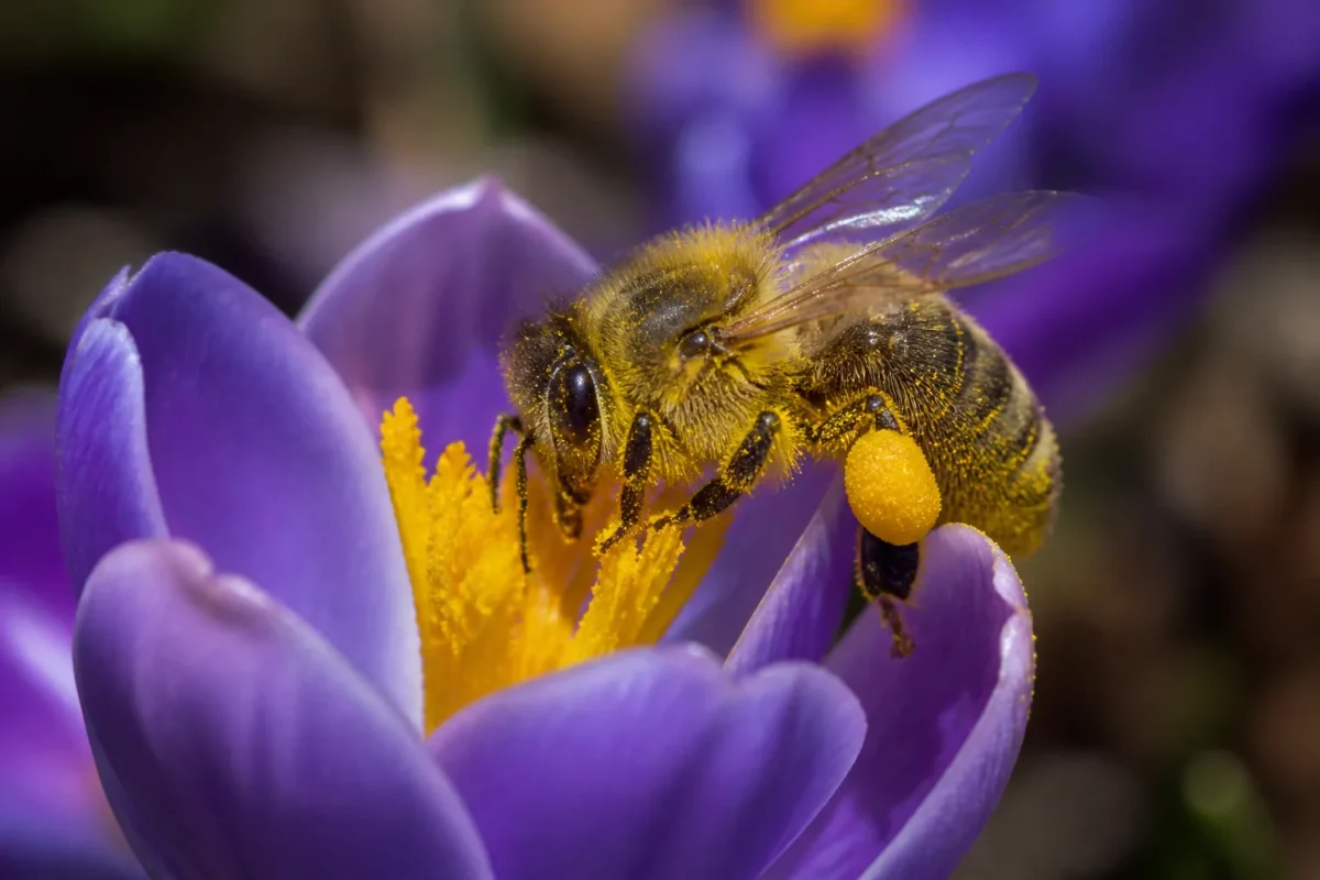 Abeille butinant une fleur violette couverte de pollen jaune