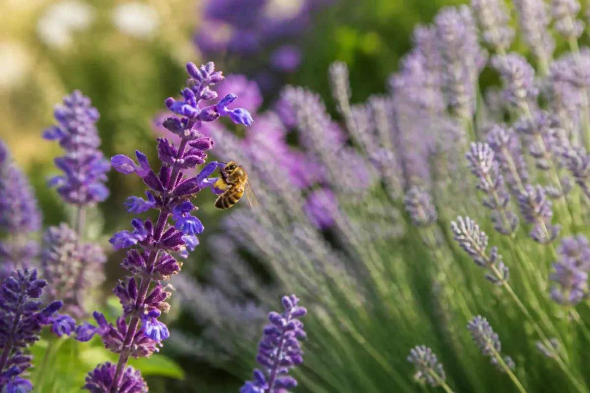 Abeille butinant une sauge violette pres de lavande