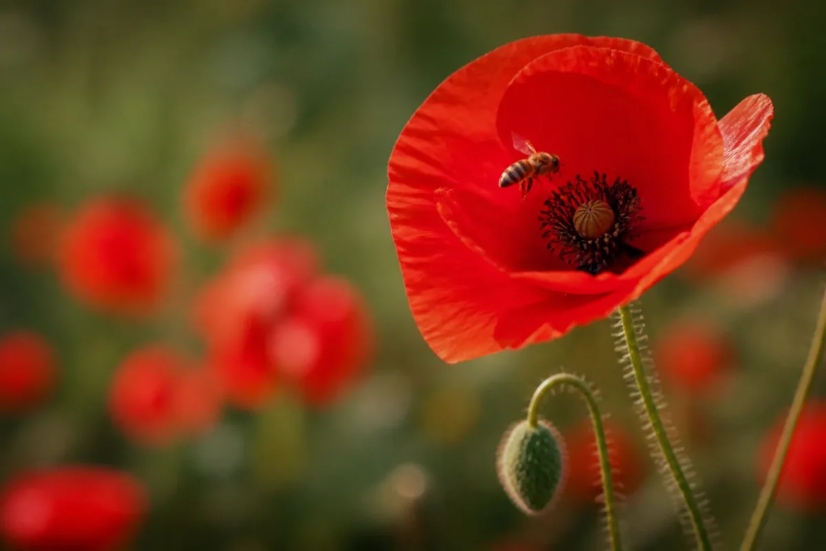 Une abeille se pose sur un coquelicot rouge