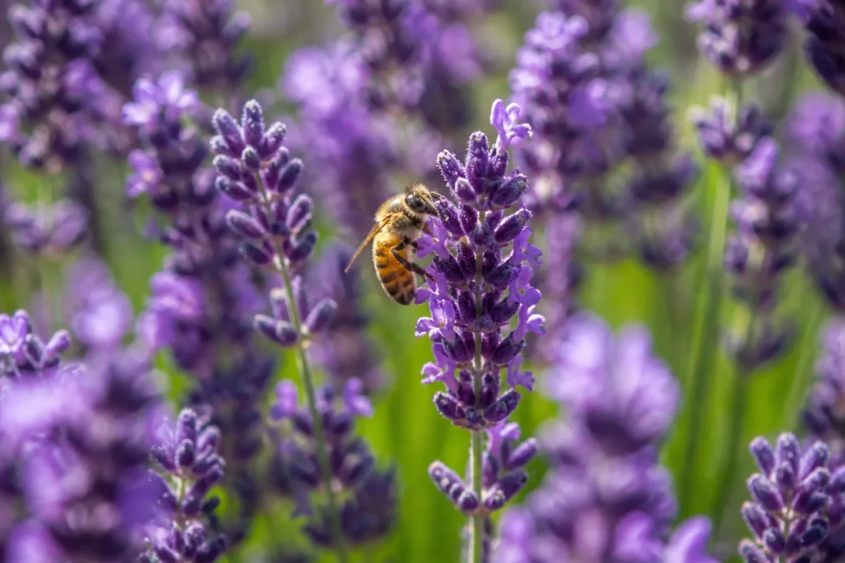 Abeille butinant une lavande violette dans un jardin fleuri