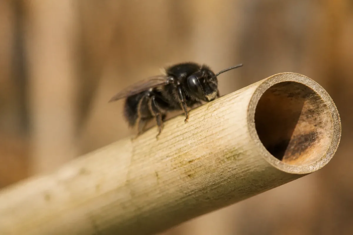 Abeille noire posee sur un roseau creux