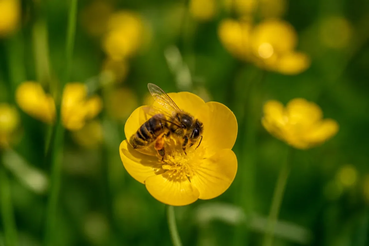 Abeille posee sur une corolle doree dans un pre