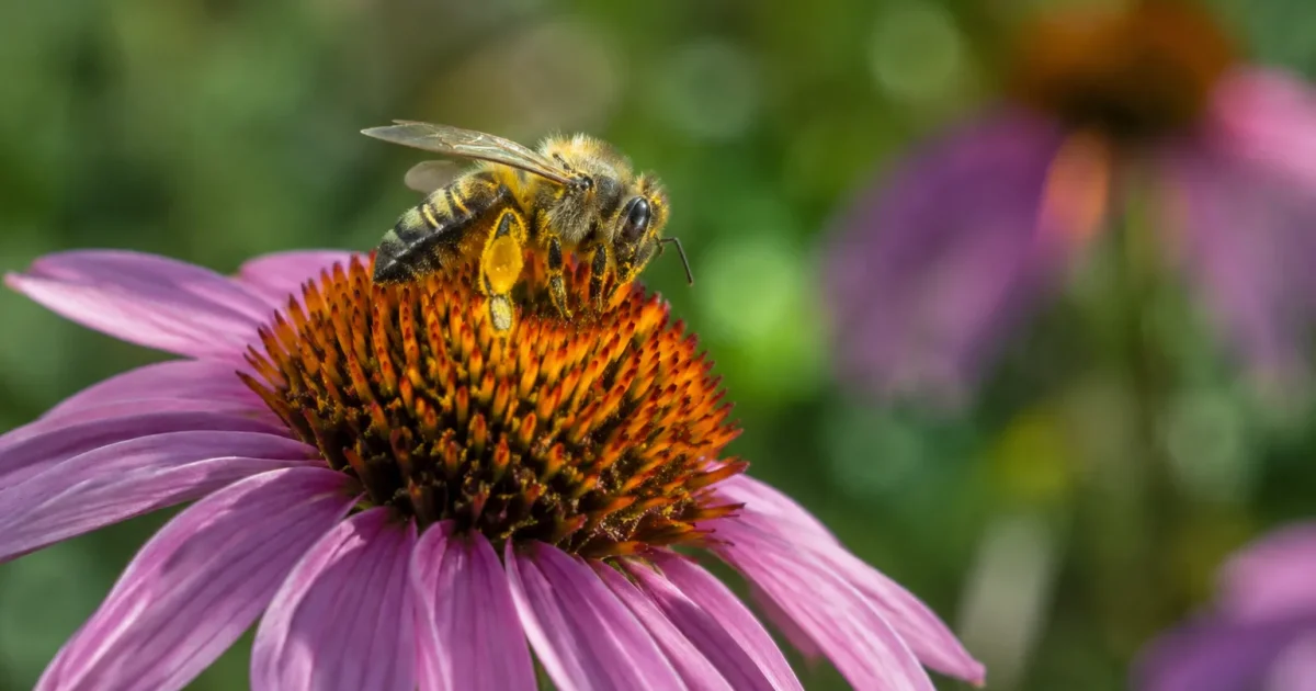 Abeille posee sur une fleur, pattes couvertes de pollen