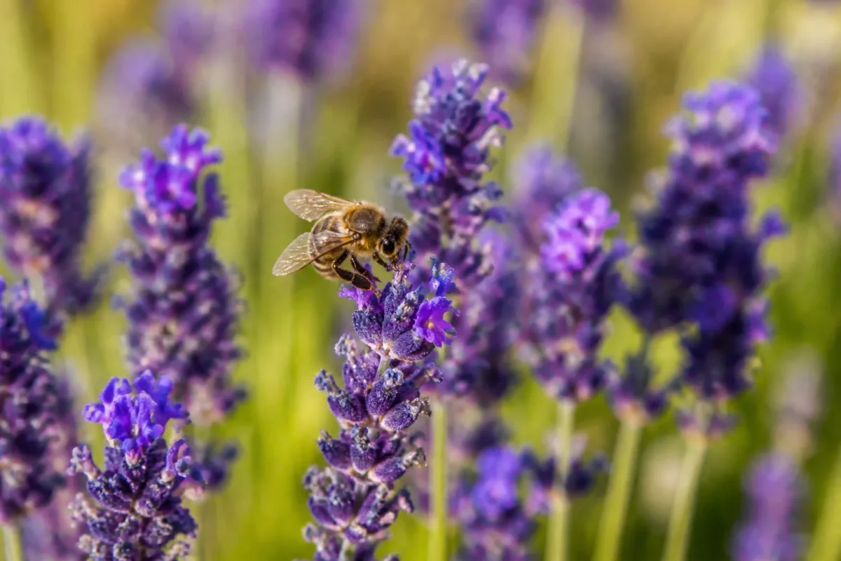 Abeille posee sur une lavande violette au soleil