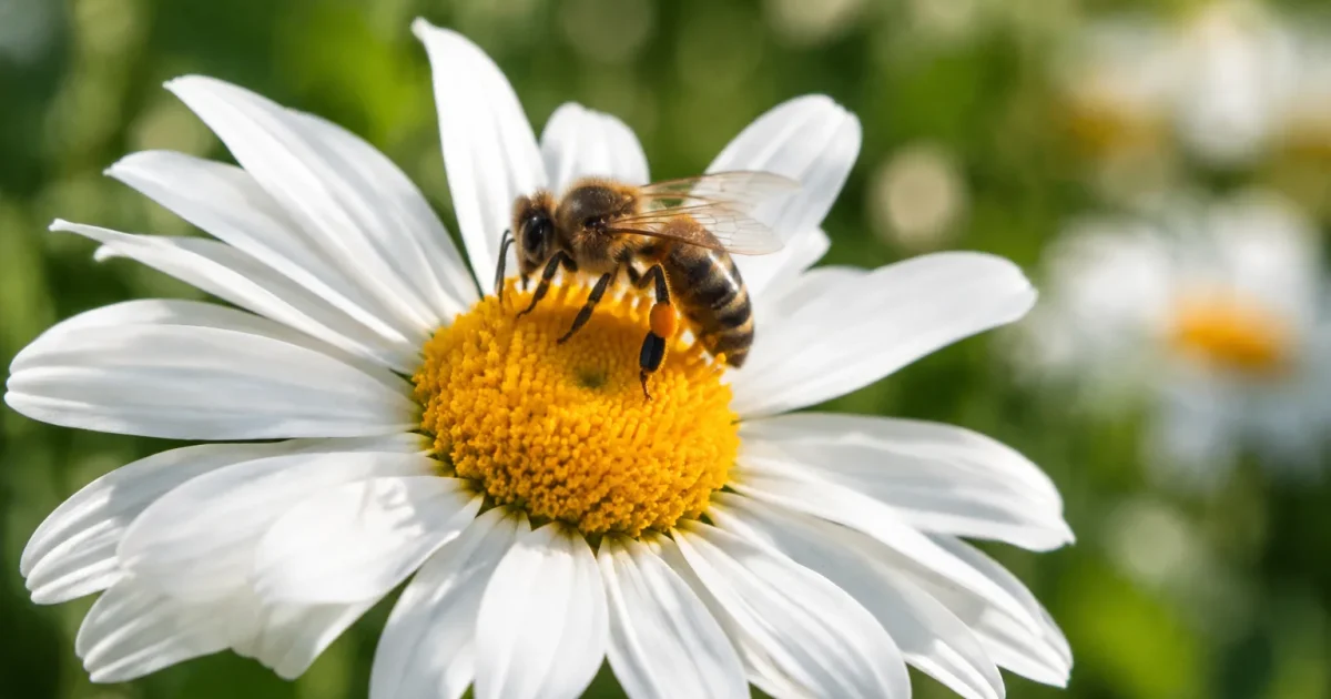 Abeille posée sur une marguerite aux pétales blancs
