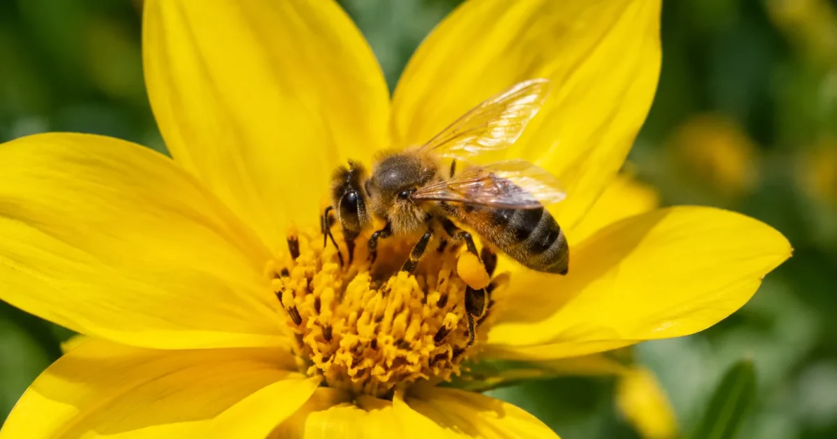Abeille posee sur un petale jaune vif