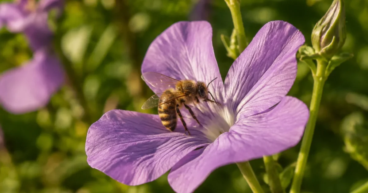 Abeille posee sur un petale mauve, tige verte