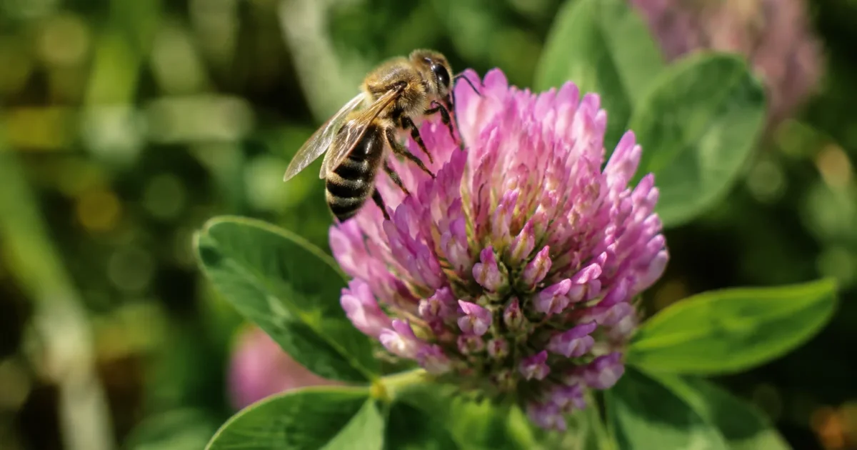 Petite abeille sauvage posee sur une fleur de trefle