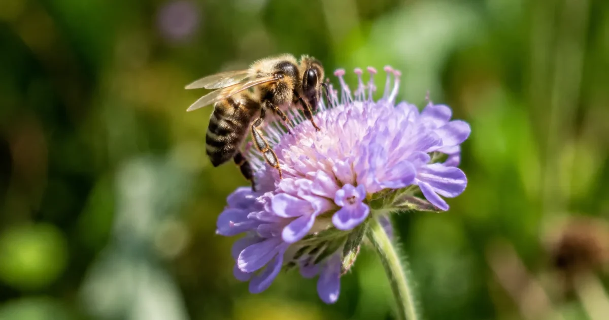 Abeille sauvage posee sur une tige de fleur