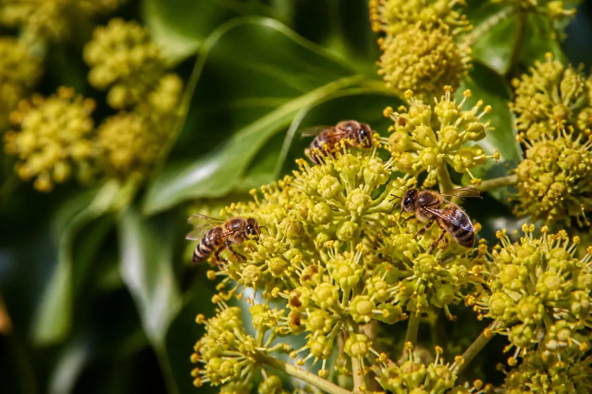Abeilles butinant fleurs jaunes de lierre en automne
