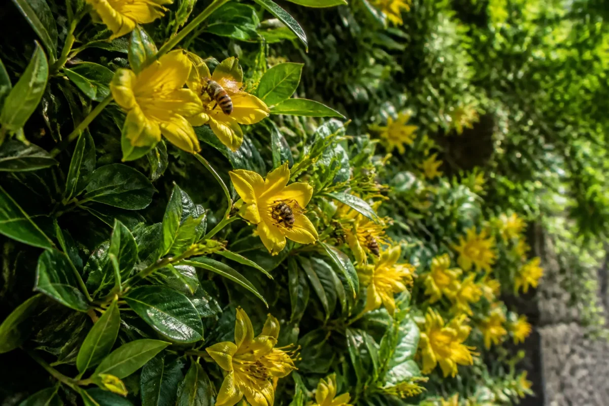 Abeilles butinant des fleurs jaunes sur un mur vegetal