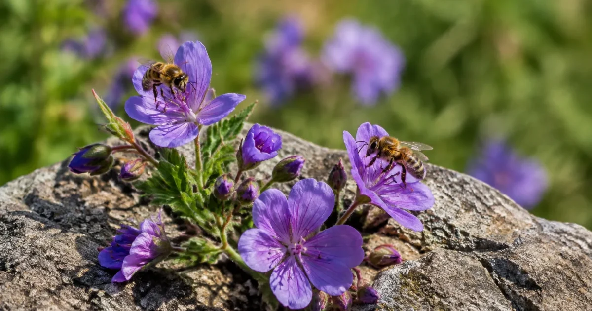 Abeilles butinent fleurs violettes posees sur un rocher