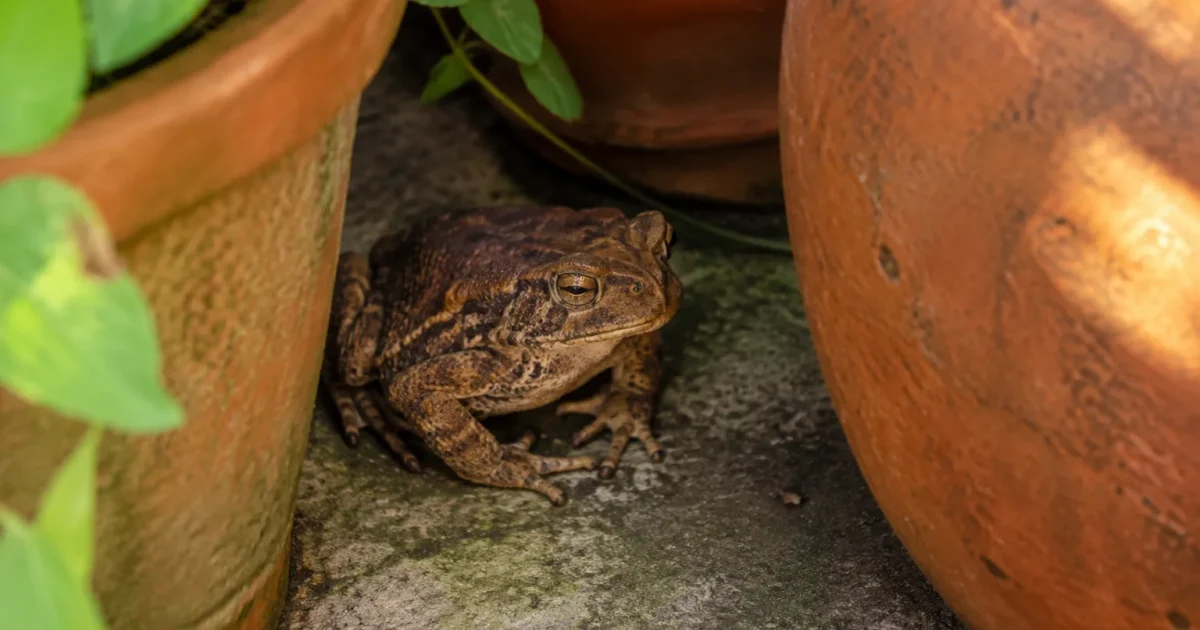 Amphibien brun accroupi entre des vases de terre cuite
