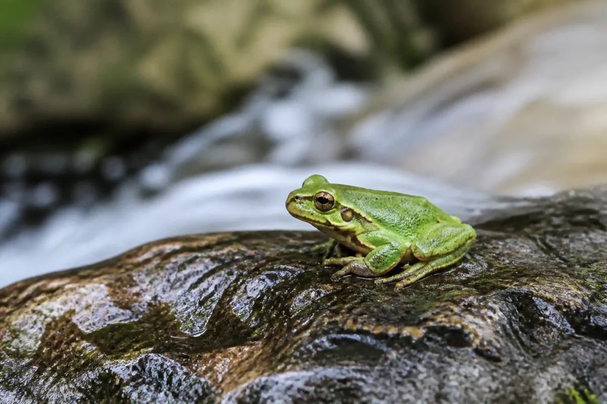 Petit amphibien vert assis sur une pierre humide