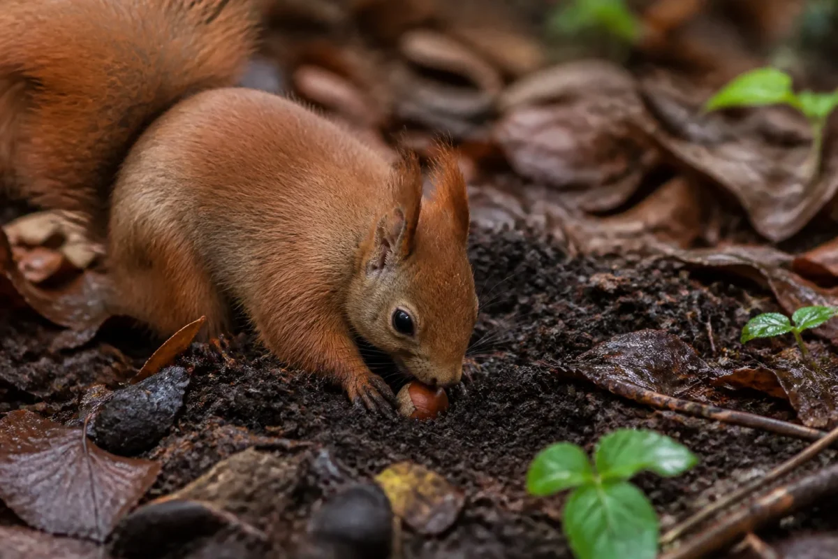 Animal roux enterrant une noisette dans la terre humide