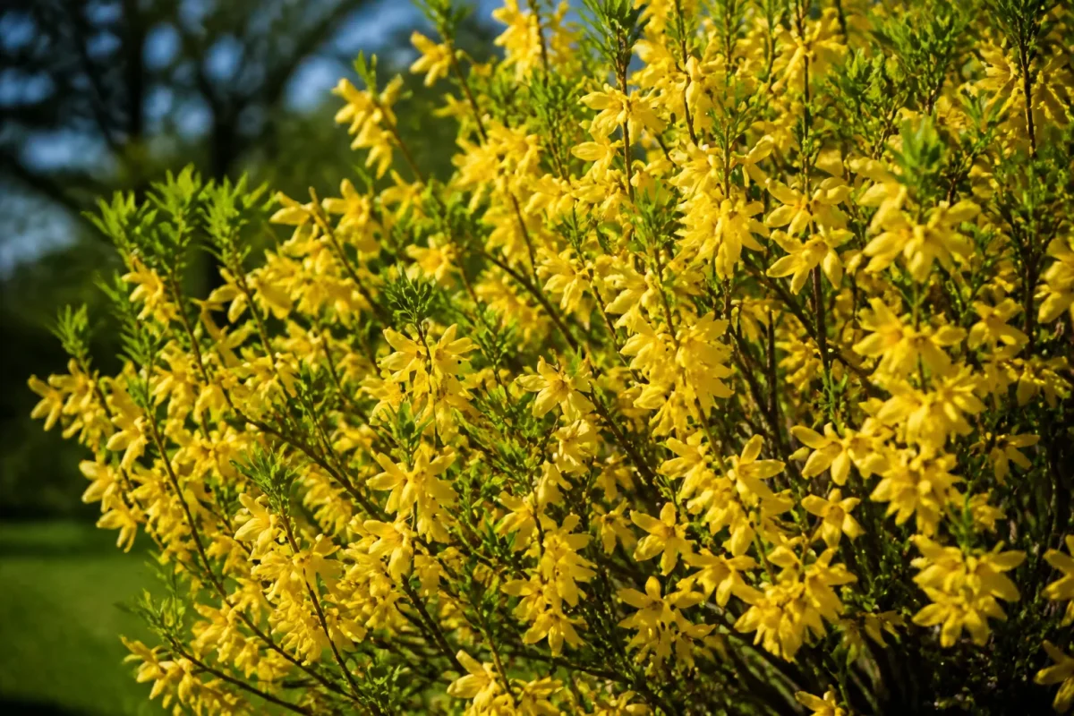 Arbuste aux branches ramifiees couvert de nombreuses fleurs