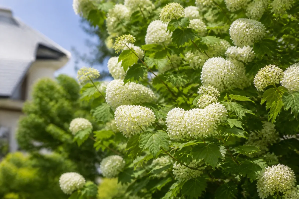 Arbuste couvert de grandes ombelles blanches en plein soleil