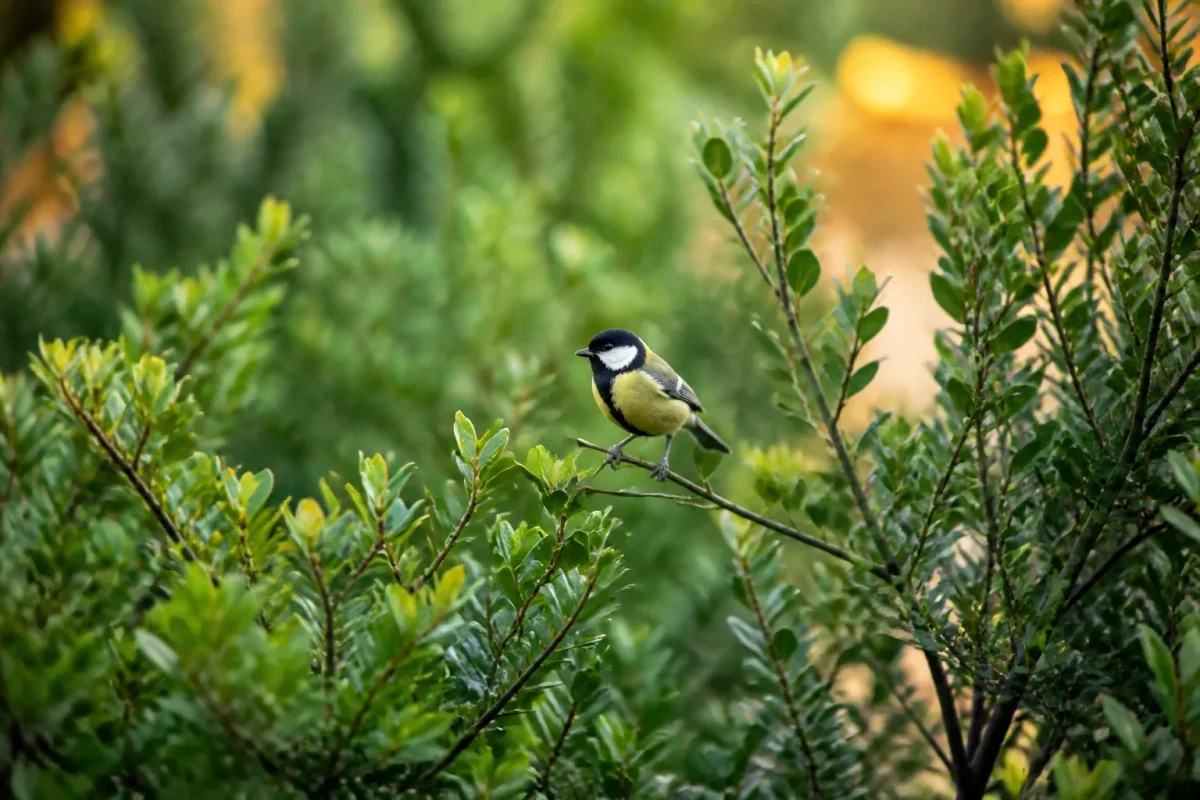 Arbustes serrés de hauteurs variées, mésange perchée sur branche