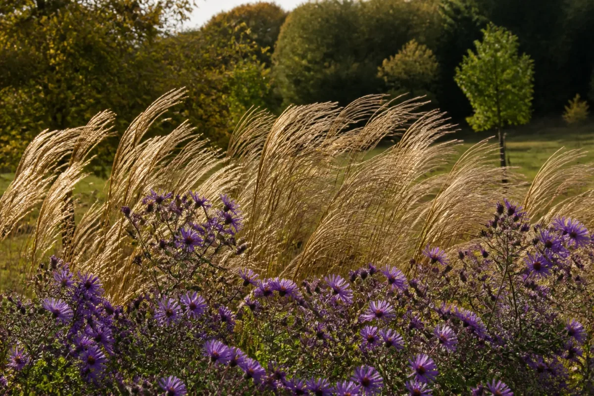 Asters violets et miscanthus dores ondulant sous le vent