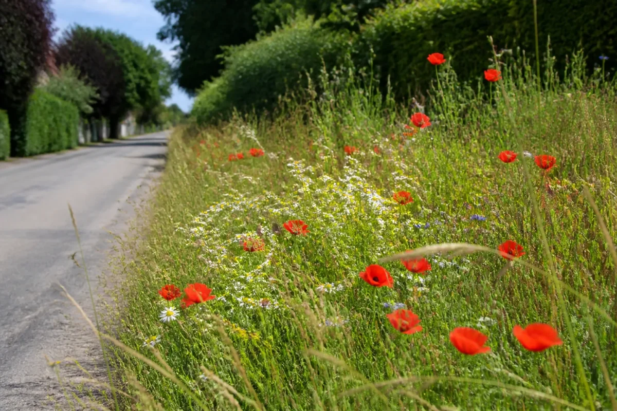 Bande de prairie fleurie non tondue avec coquelicots