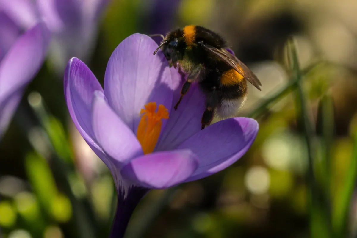 bourdon brun perche sur un crocus violet