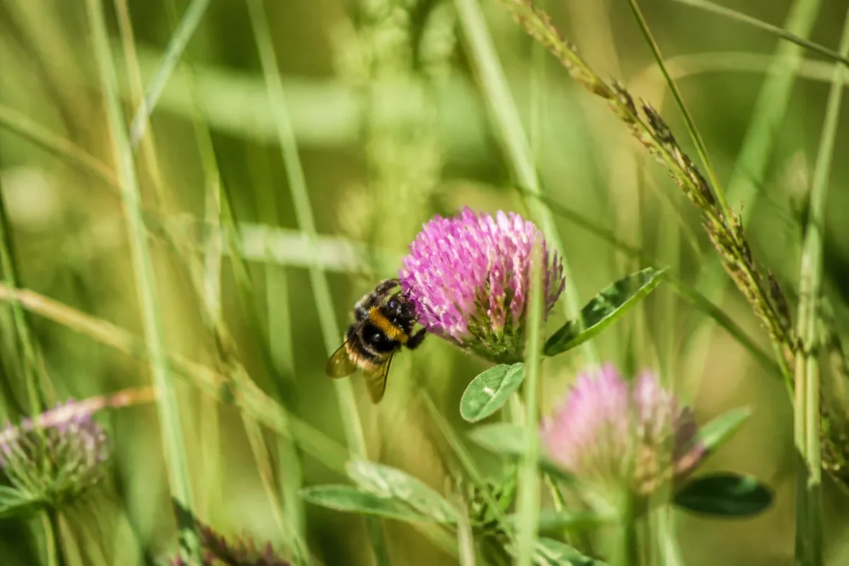 Bourdon butinant une fleur sauvage parmi les herbes hautes